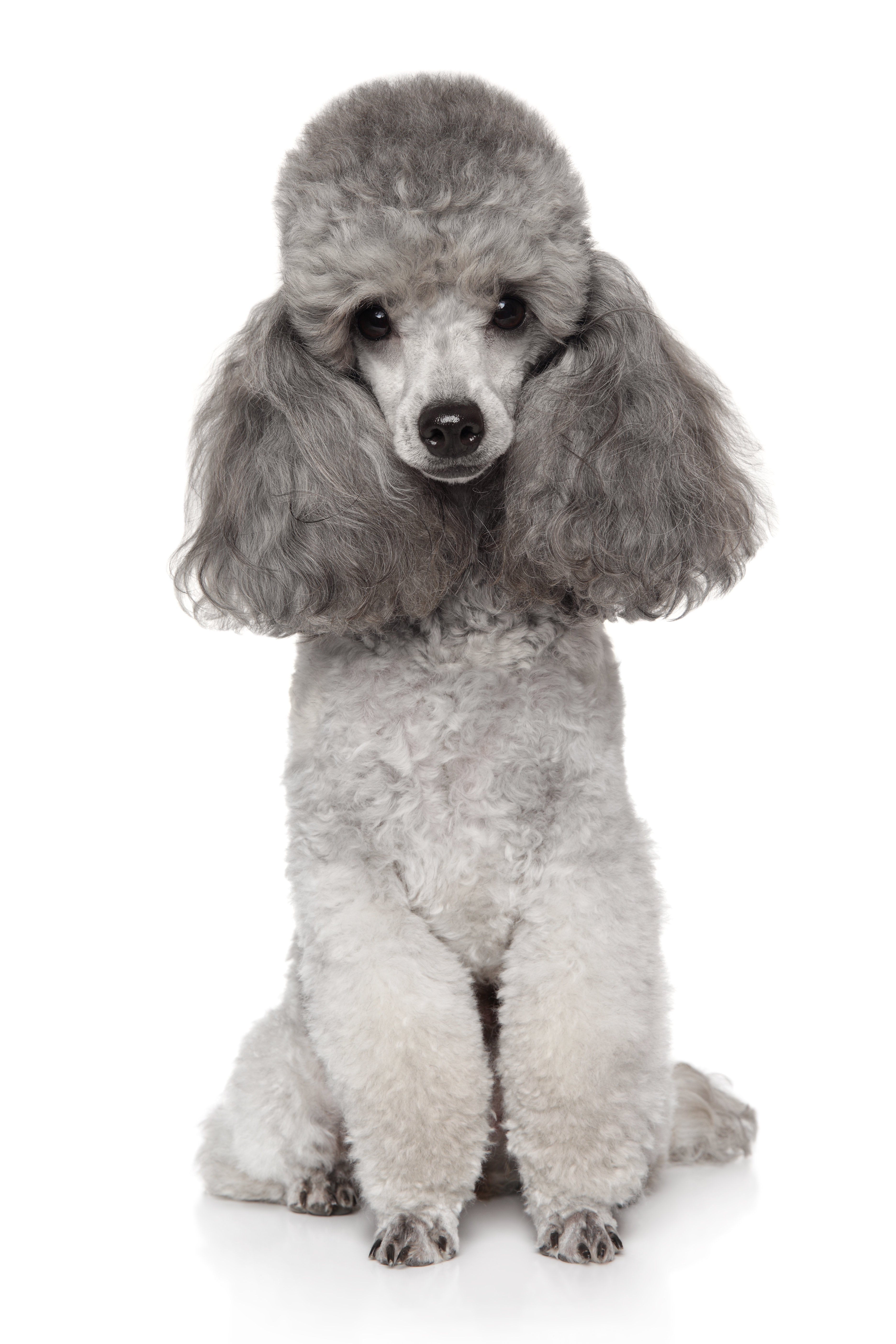 Ebern Designs Gray Toy Poodle Dog by Fotojagodka - Wrapped Canvas